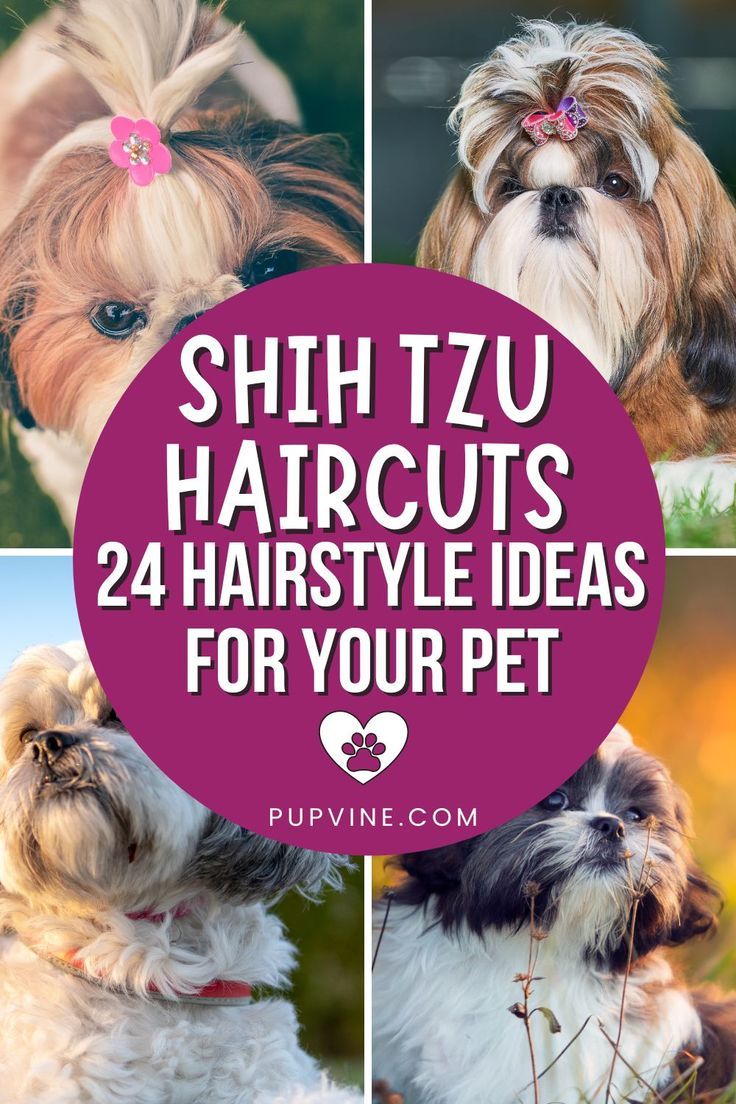 Shih Tzu Haircuts: 24 Hairstyle Ideas For Your Pet Teddy Bear Dogs Haircuts, Haircut For Shih Tzu Dog Grooming, Haircuts For Shih Tzu, Shih Tzu Poodle Haircuts, Shih Tzu Lion Haircut, How To Cut My Shitzu Hair, Puppy Shih Tzu Haircut, Long Haired Shih Tzu, Shih Tzu Dog Haircuts