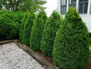 a row of trees in front of a house with gravel and rocks on the ground