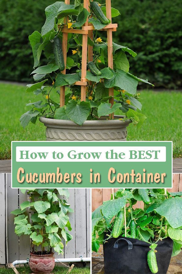 how to grow the best cucumbers in container gardening tips for beginner gardeners