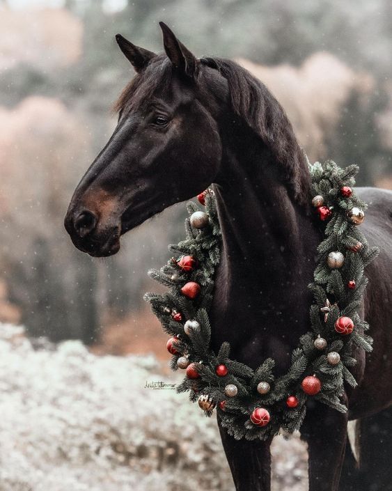 a black horse wearing a christmas wreath around its neck in the snow with trees and berries on it