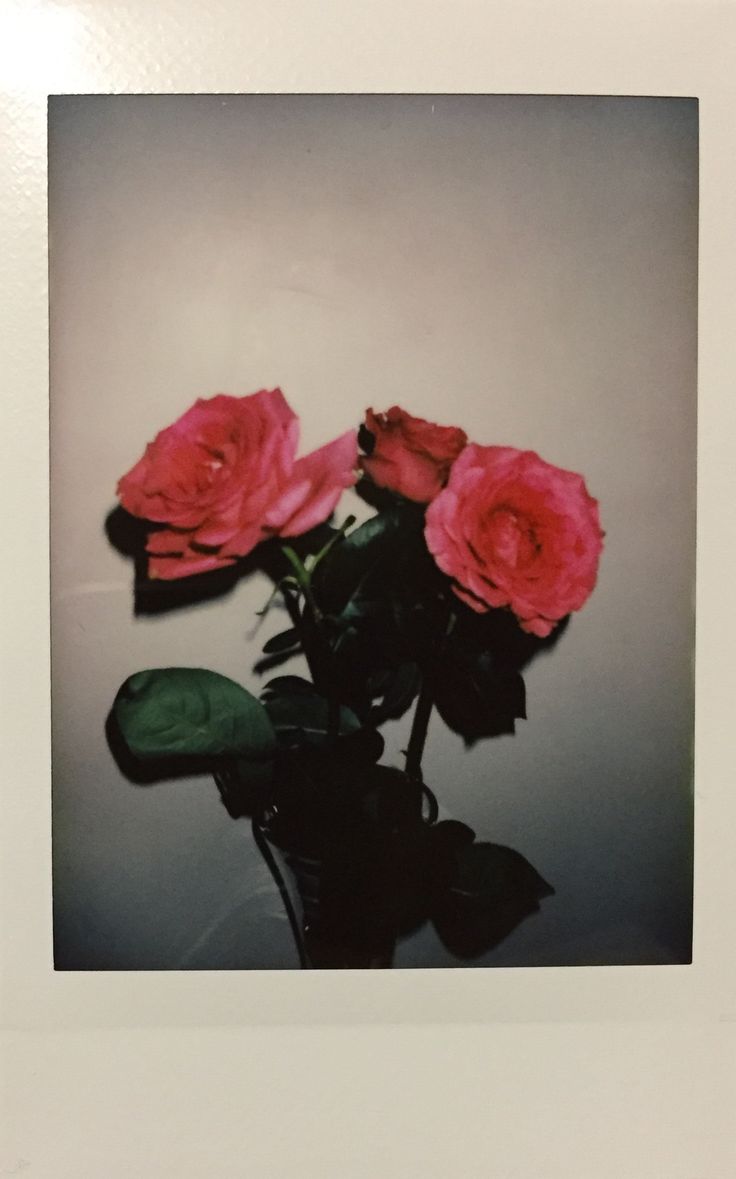 three pink roses in a black vase on a white table top with a green leaf