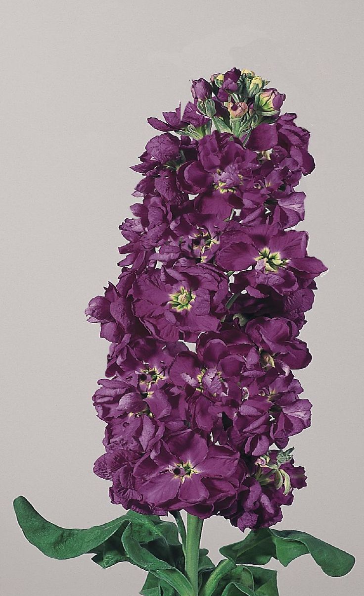 purple flowers are in a vase on a table