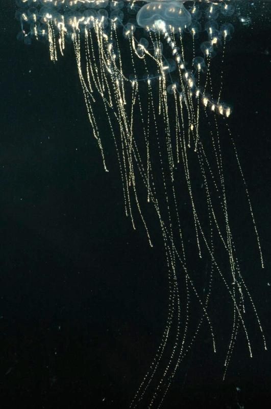 siphonophores clustered and living together. In fact, the zooids (individual siphonophores living in the colony) cannot survive on their own. Bioluminescent Animals, Life Aquatic, Foto Art, Ocean Creatures, Underwater World, Ocean Life, Animal Photo, Deep Sea, Marine Life