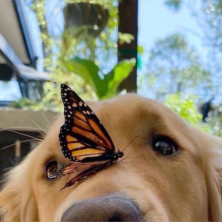 a close up of a dog with a butterfly on its nose