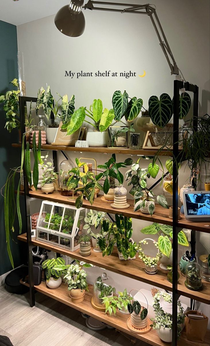 a room filled with lots of green plants and potted plants on wooden shelving