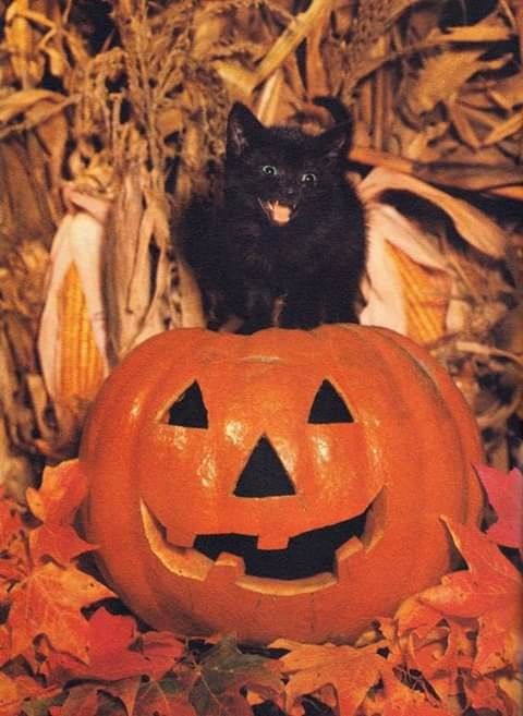 a black cat sitting on top of a pumpkin next to a jack - o'- lantern