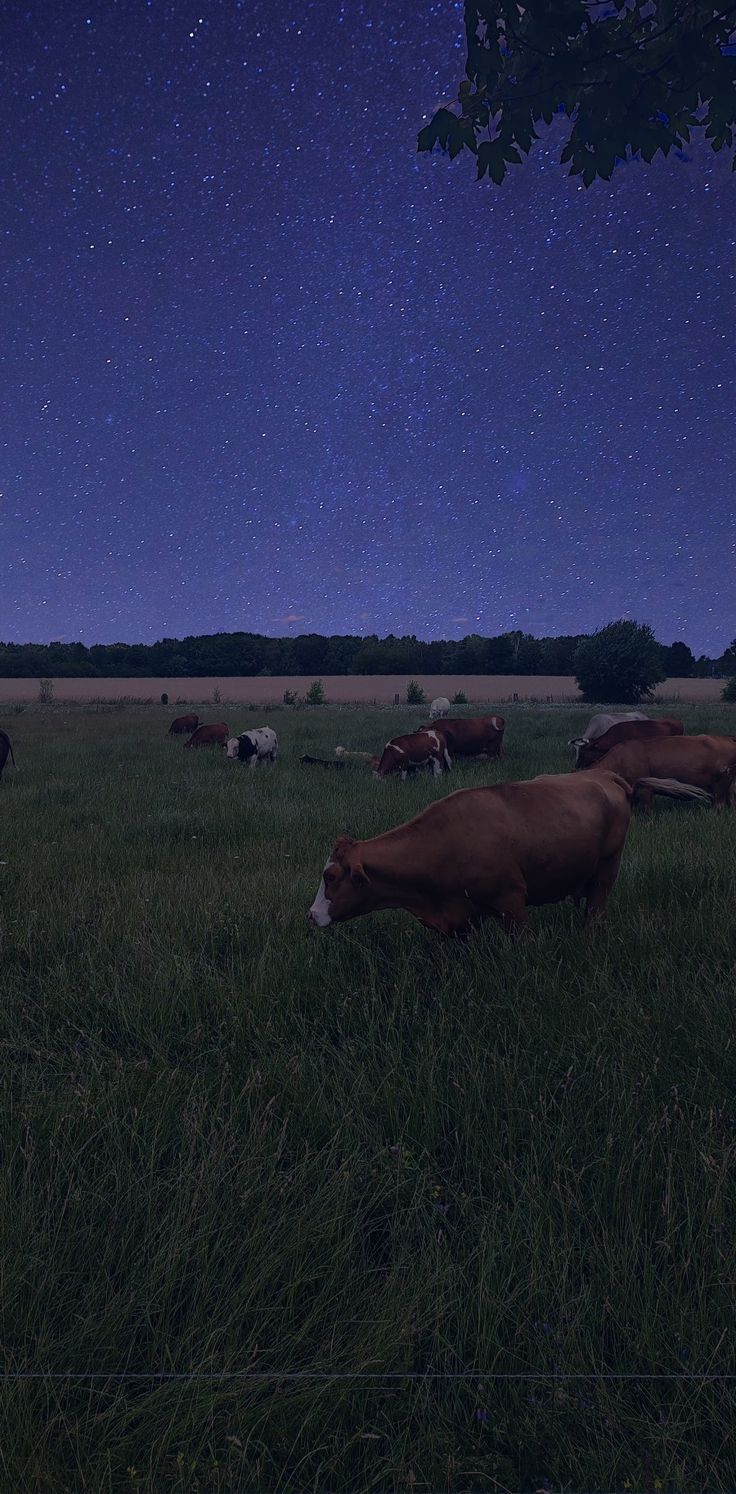 a herd of cattle grazing on a lush green field under a night sky