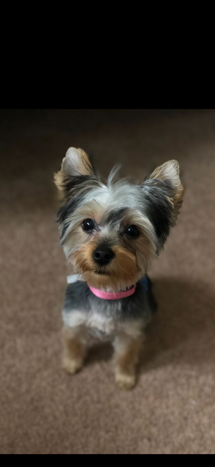 a small dog sitting on top of a carpet