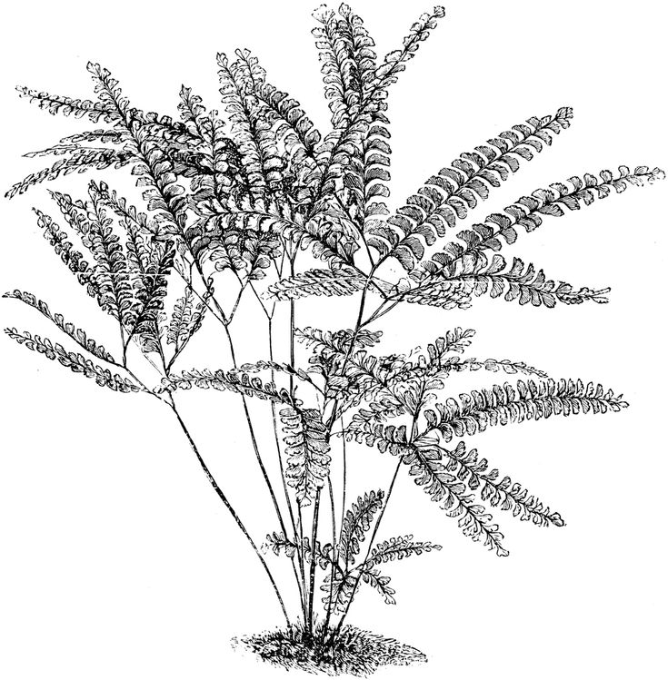 a black and white photo of a plant