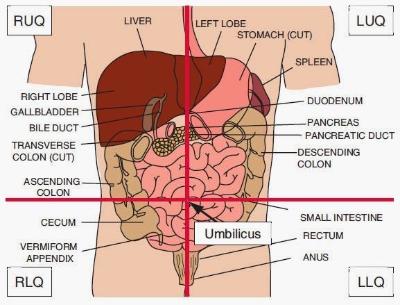 the anatomy of the human body including the liver, stomach, and lymidus