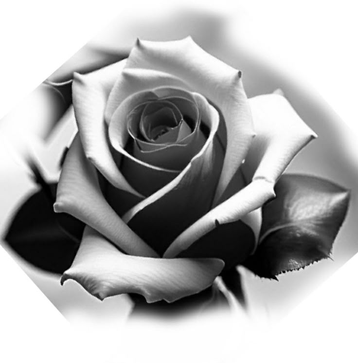 a black and white photo of a rose