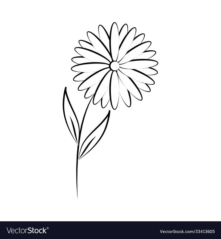 a single flower on a white background