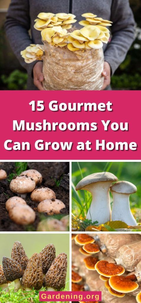 mushrooms growing in the garden with text overlay that reads 15 gourmet mushrooms you can grow at home