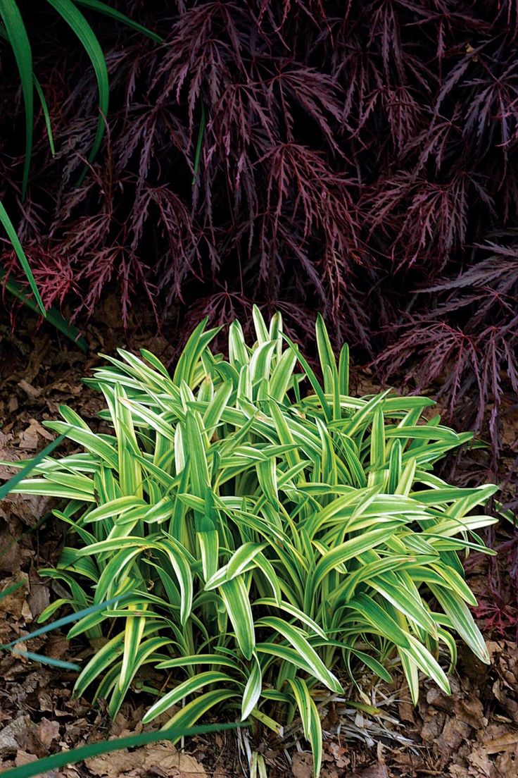 some green and purple plants in the dirt