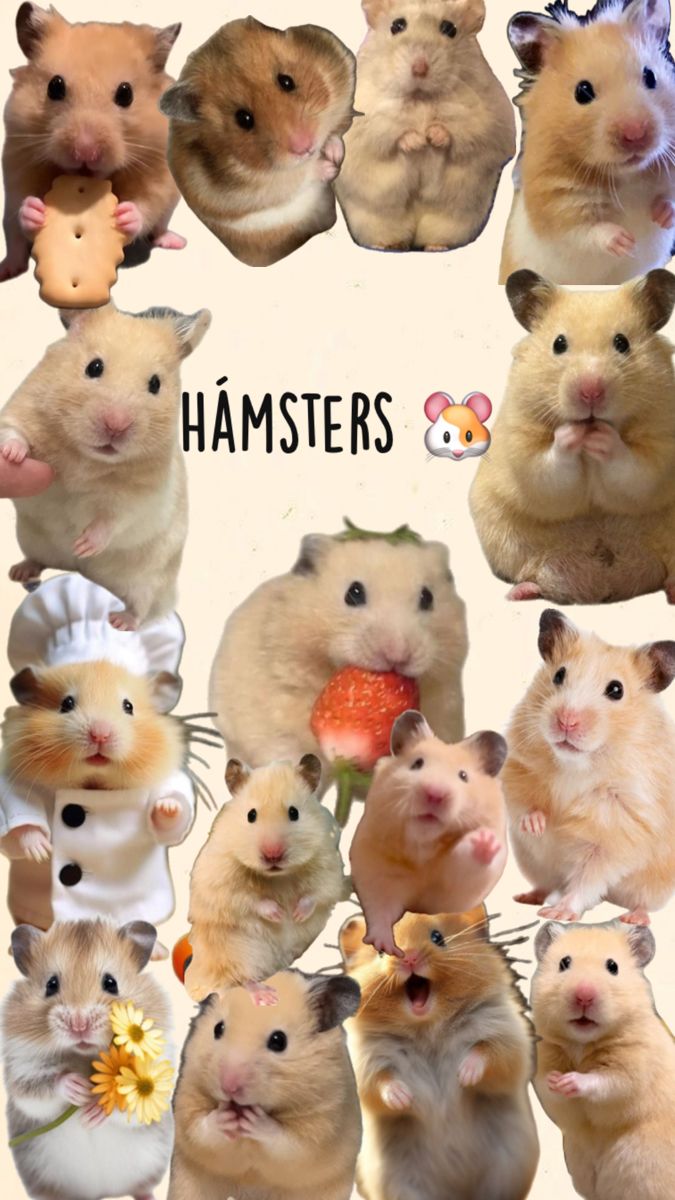 a bunch of hamsters that are all different colors