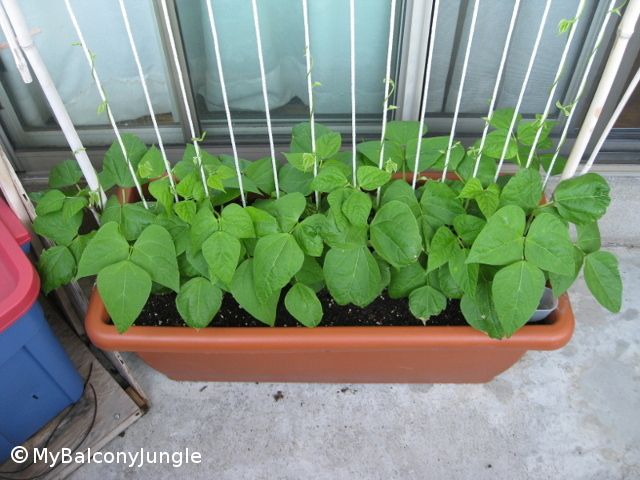 a potted plant in front of a window filled with green leafy plants and sticks sticking out of the soil