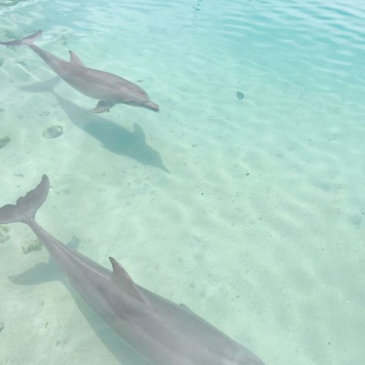 three dolphins swimming in the clear blue water