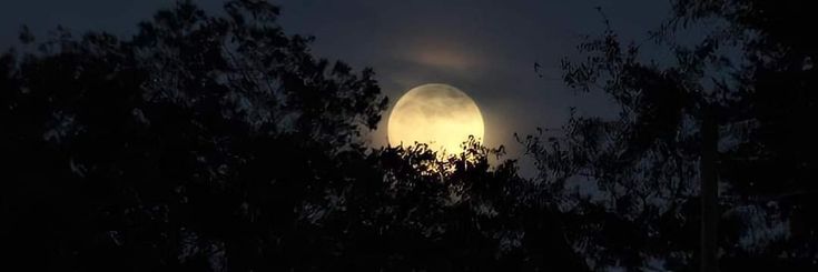 the full moon is seen through some trees