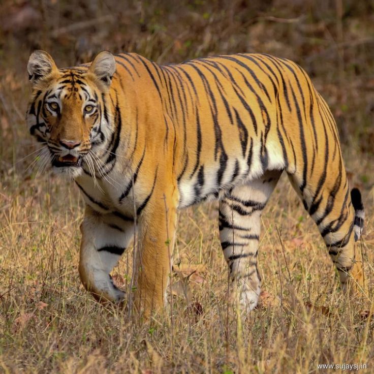 a large tiger walking across a dry grass field