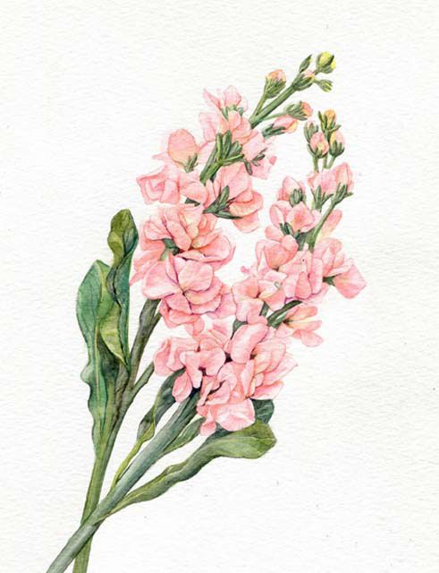 a watercolor painting of pink flowers on a white paper with green stems and leaves