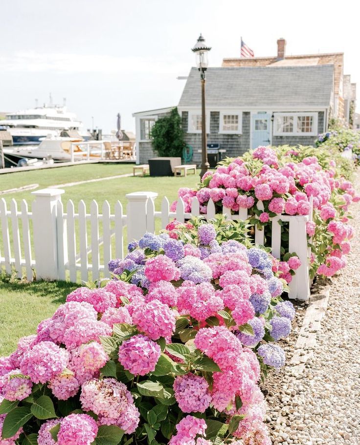 pink and purple flowers line the side of a white picket fence