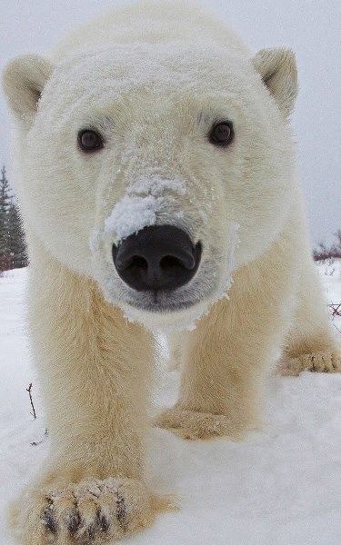 a polar bear standing in the snow with its paws on it's face and eyes wide open