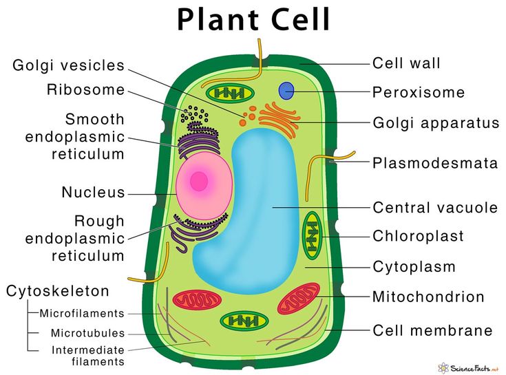 the structure of a plant cell is shown in this diagram, with labels on it