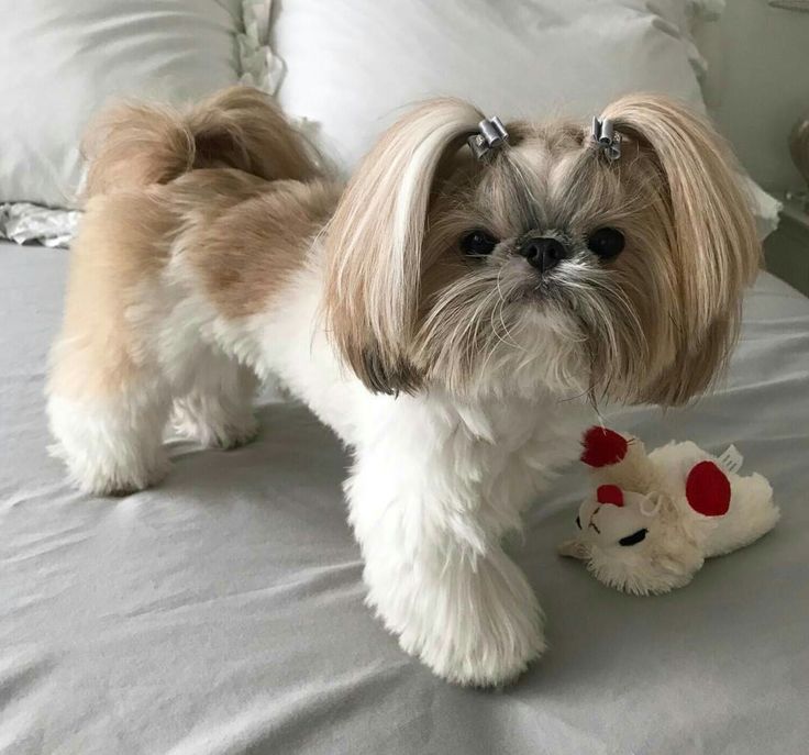 a small dog standing on top of a bed next to a stuffed animal toy in front of it