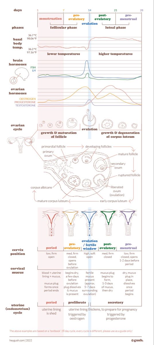 Period Cycle Hormones, 25 Day Menstrual Cycle, Cycle Syncing Hormone Chart, Menstrual Cycle Phases Hormones, Menstrual Phase Symptoms, Menstrual Cycle Phases Discharge, Hormone Cycle Chart, Menstrual Cycle Journal, Female Cycle Phases