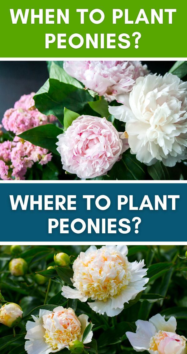 pink and white flowers with text that reads, when to plant peonies? where to plant peonies?