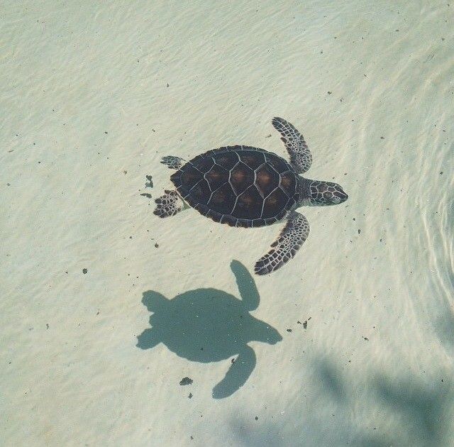 a black and white photo of a turtle swimming in the water with it's shadow on the sand