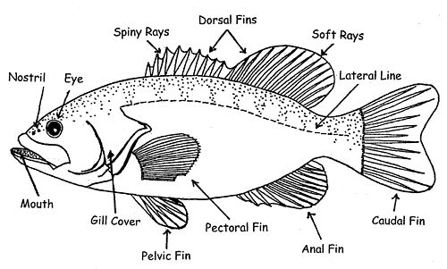 the parts of a fish that are labeled in black and white, including its name