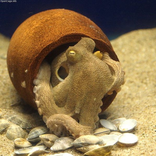 an octopus is hiding in a shell on the sand