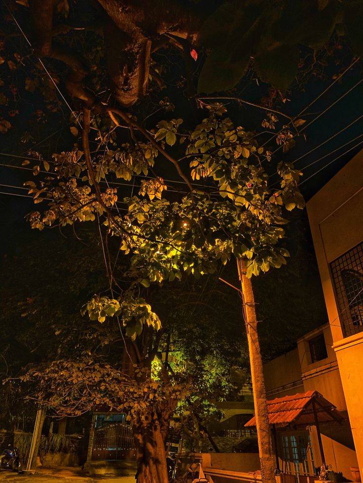 a tree in front of a building at night with lights shining on the leaves and branches