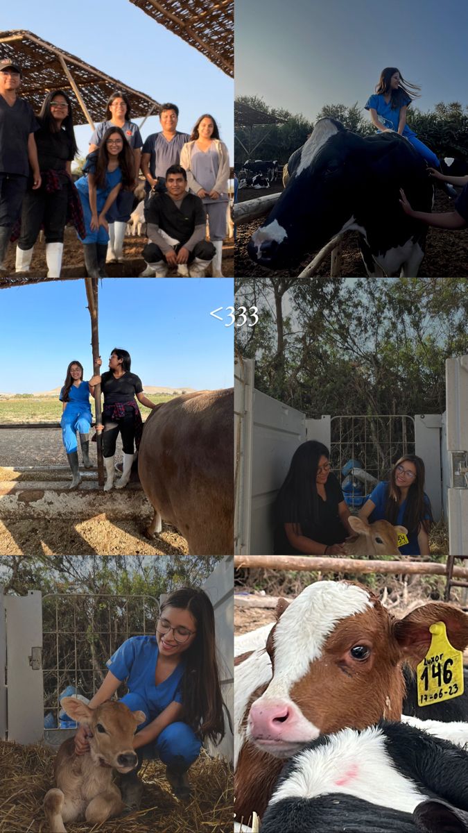 a collage of photos with people and animals in the middle one has a cow