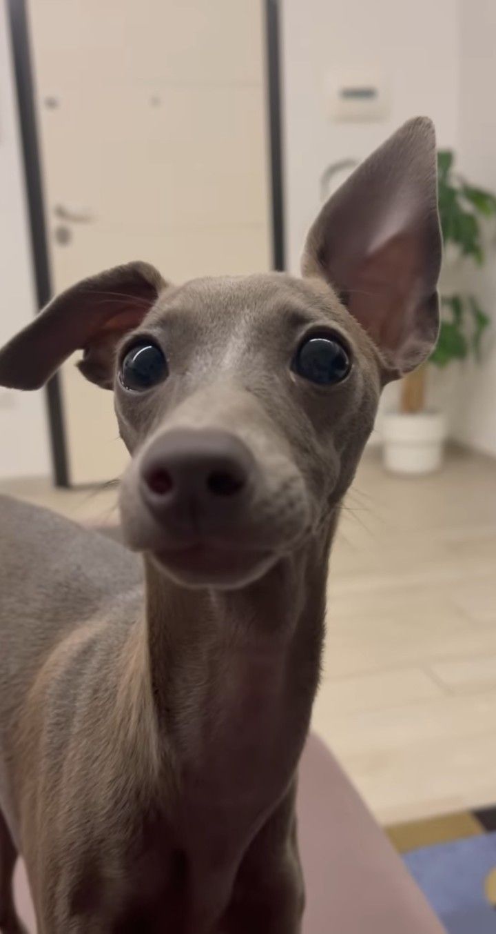 a close up of a small dog with big blue eyes