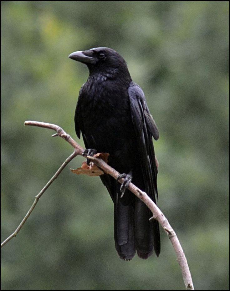 a black bird sitting on top of a tree branch