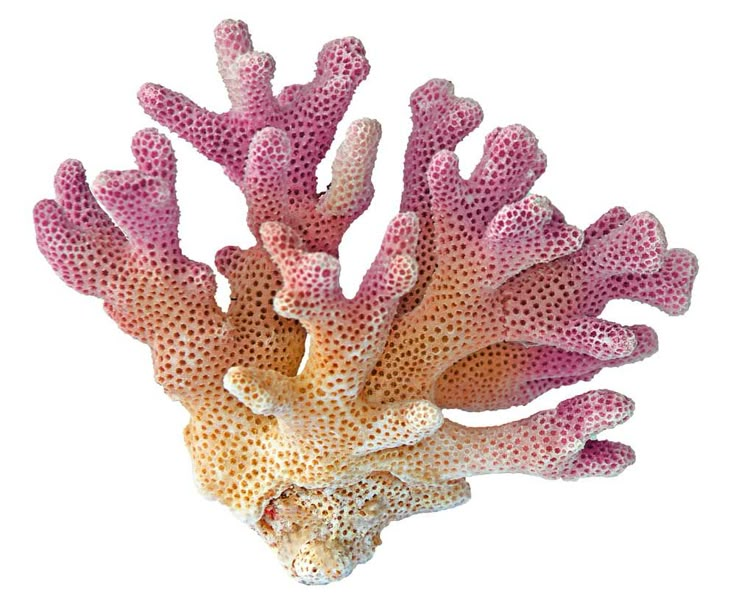 pink and yellow coral on white background with clipping out for the top view, viewed from above