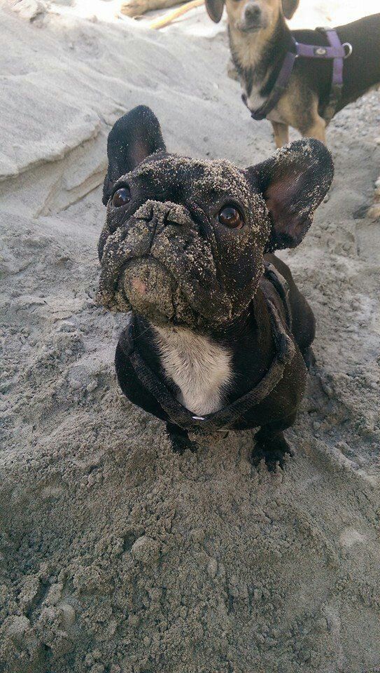 two small dogs are standing in the sand