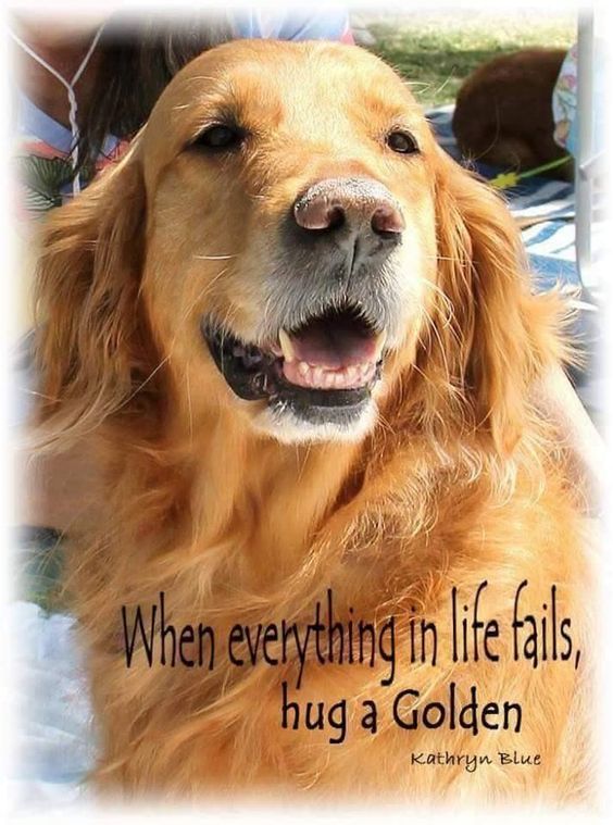 a golden retriever is smiling and looking at the camera with an inspirational quote above it