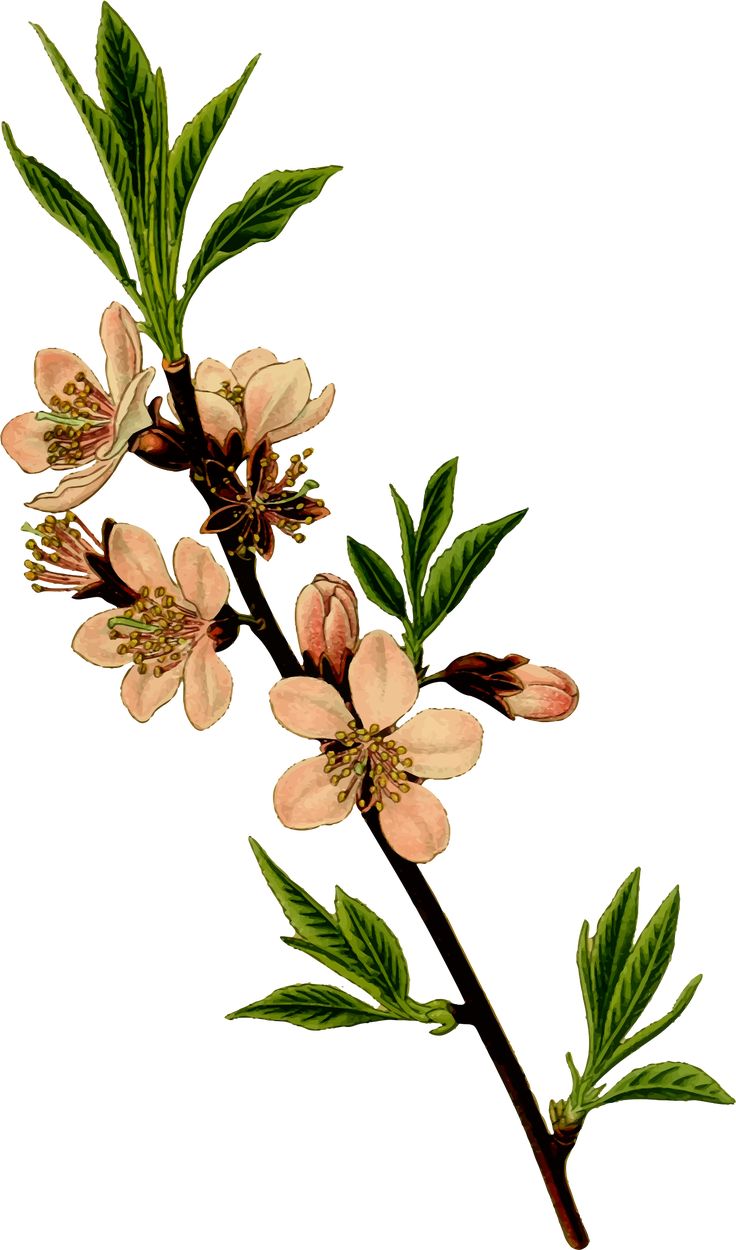 an image of a branch with flowers on it