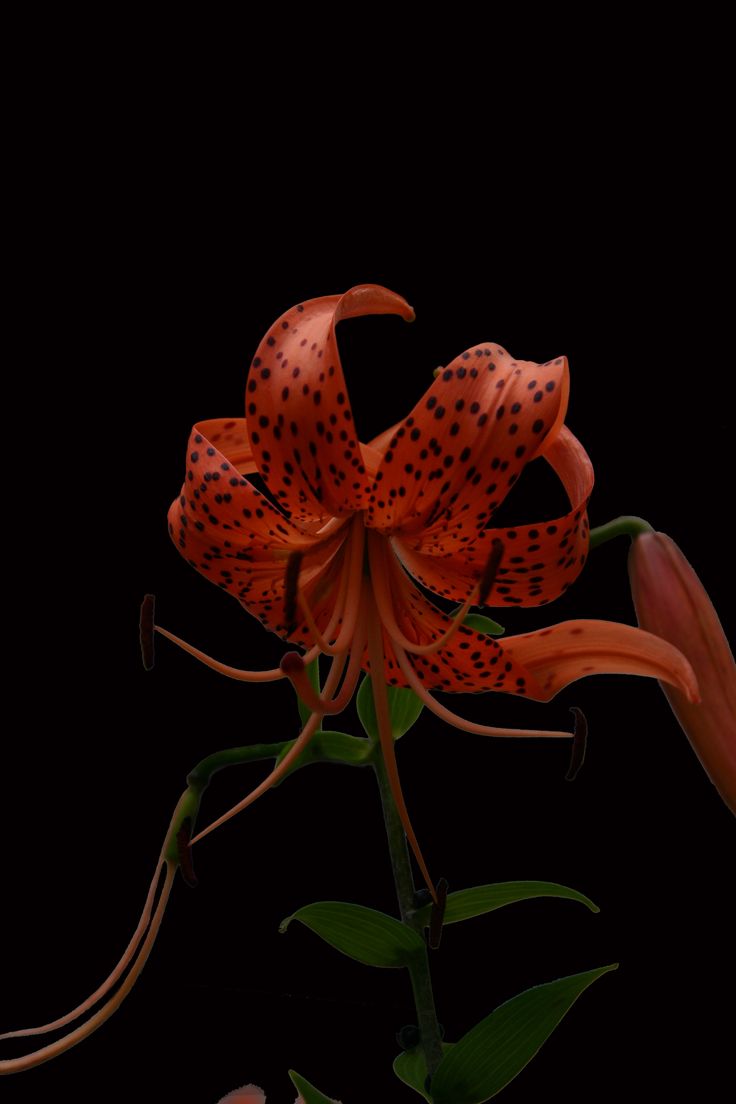 an orange flower with black spots on it's petals and green leaves in front of a black background