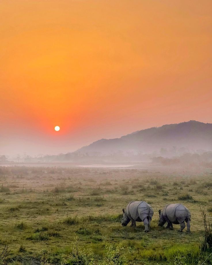 two rhinos graze in the grass as the sun sets behind them on a foggy day