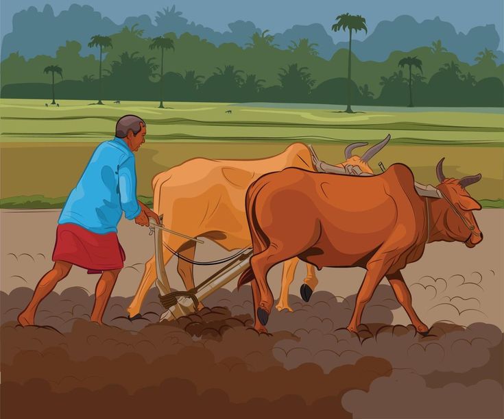 an old man plowing the land with two oxen