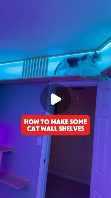 a cat is walking up the stairs in a room with purple walls and blue lighting