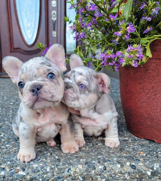 two puppies sitting next to each other in front of a potted plant with purple flowers