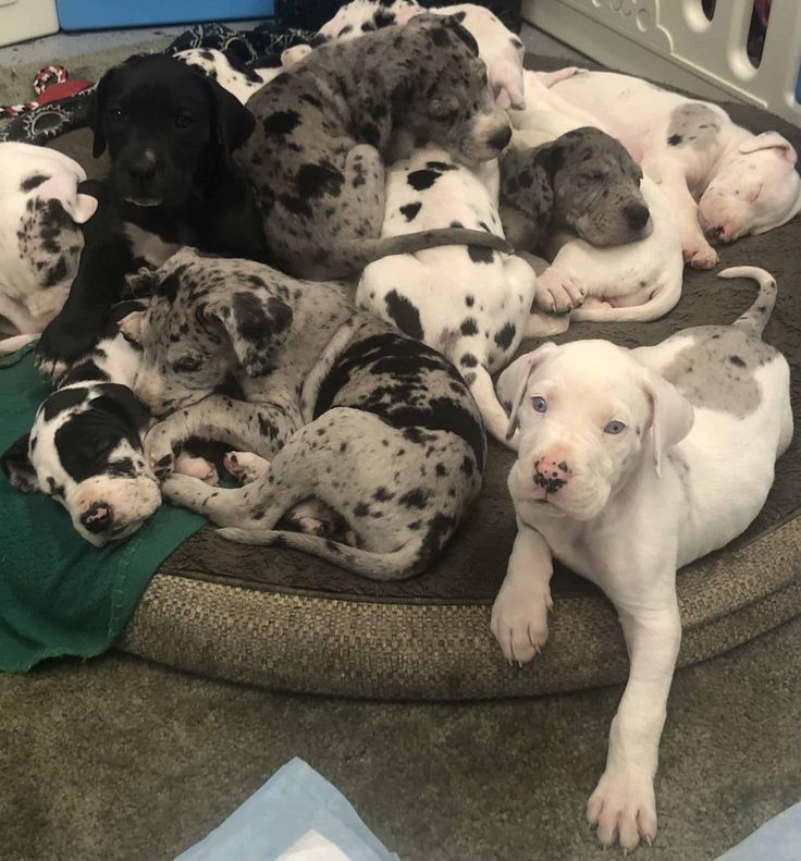 a group of puppies laying on top of a dog bed in the middle of a room