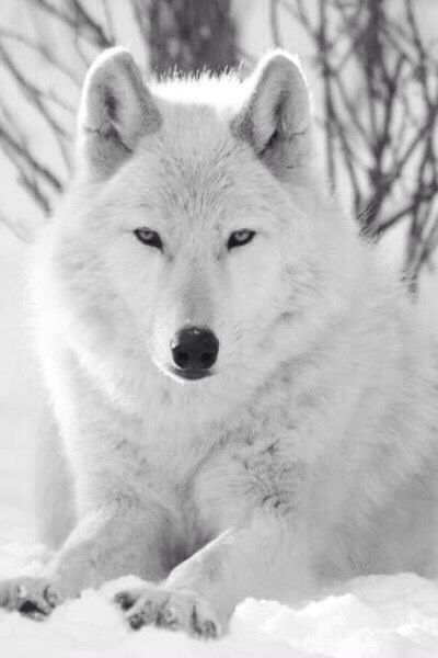 a white wolf laying in the snow with its eyes open and looking at the camera