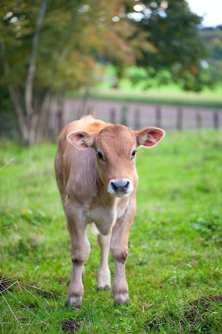 a baby cow standing on top of a lush green field