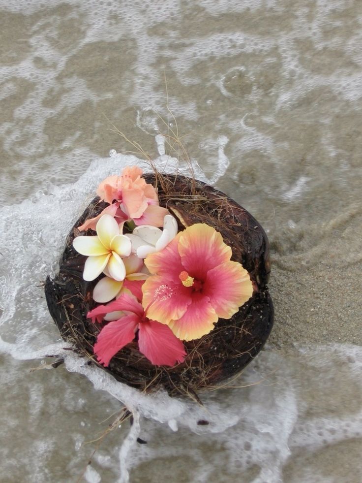 some flowers that are sitting in the sand by the water's edge and on top of a coconut